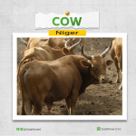 Cow In Niger