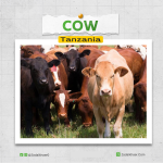 Cow In Tanzania