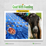 Goat with feeding In Tanzania