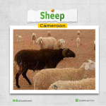 Sheep In Cameroon