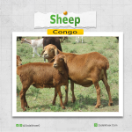 Sheep In Congo