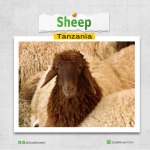 Sheep In Tanzania