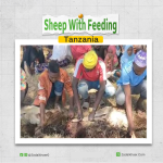sheep with feeding In Tanzania