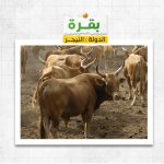 بقرة فى النيجر