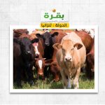 بقرة فى تنزانيا