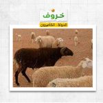 خروف فى الكاميرون