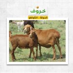 خروف فى الكونغو