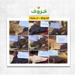 خروف فى تشاد