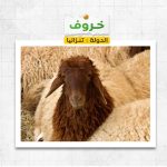 خروف فى تنزانيا
