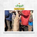 Sheep in rohingya camps in bangladesh