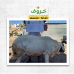 sheep In Madagascar