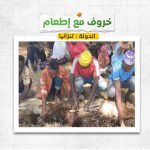 خروف مع الإطعام فى تنزانيا