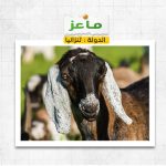 ماعز فى تنزانيا